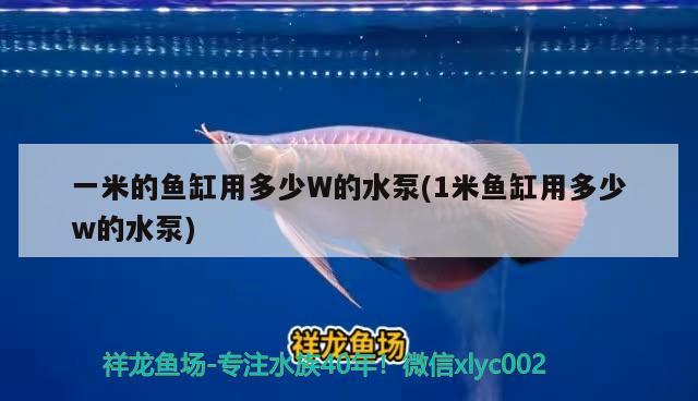 一米的魚缸用多少W的水泵(1米魚缸用多少w的水泵) 撒旦鴨嘴魚