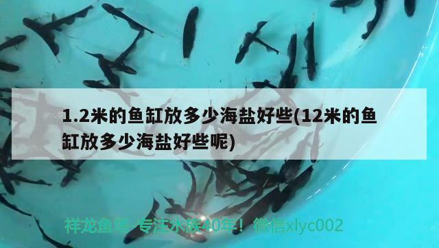 1.2米的魚缸放多少海鹽好些(12米的魚缸放多少海鹽好些呢) 球鯊魚