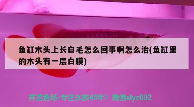 魚缸木頭上長白毛怎么回事啊怎么治(魚缸里的木頭有一層白膜) 吉羅魚批發(fā)