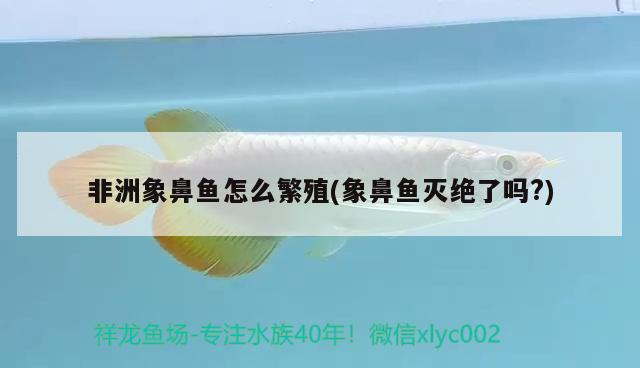 非洲象鼻魚怎么繁殖(象鼻魚滅絕了嗎?) 非洲象鼻魚