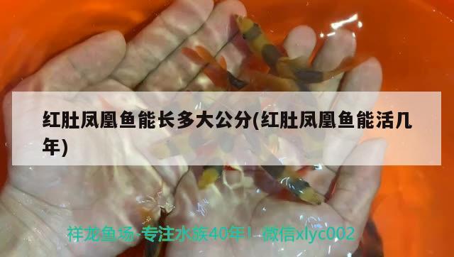 紅肚鳳凰魚能長(zhǎng)多大公分(紅肚鳳凰魚能活幾年)