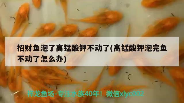 招財(cái)魚泡了高錳酸鉀不動(dòng)了(高錳酸鉀泡完魚不動(dòng)了怎么辦) 觀賞魚