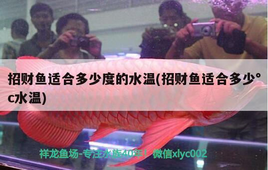 招財(cái)魚適合多少度的水溫(招財(cái)魚適合多少°c水溫)