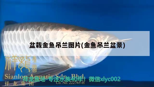 盆栽金魚吊蘭圖片(金魚吊蘭盆景) 觀賞魚