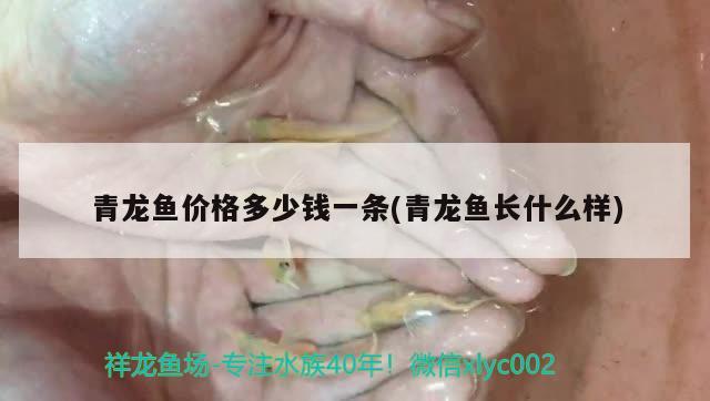 青龍魚價(jià)格多少錢一條(青龍魚長什么樣)