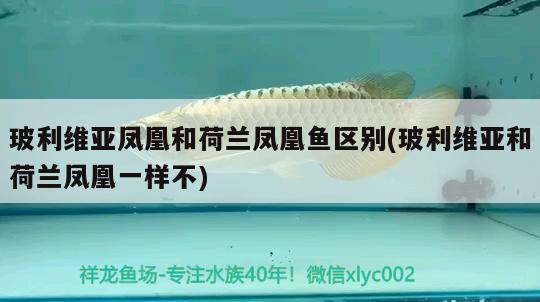 玻利維亞鳳凰和荷蘭鳳凰魚區(qū)別(玻利維亞和荷蘭鳳凰一樣不)