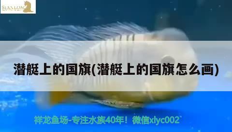 潛艇上的國旗(潛艇上的國旗怎么畫) 觀賞魚