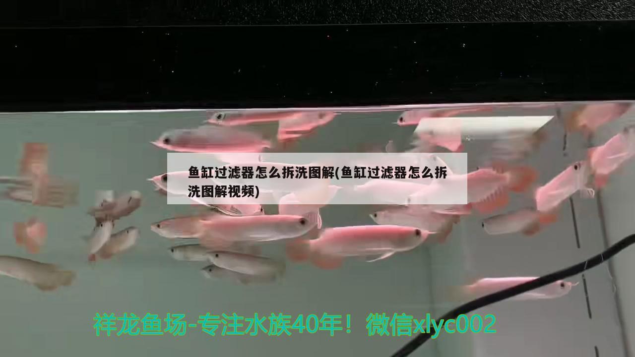 魚缸過(guò)濾器怎么拆洗圖解(魚缸過(guò)濾器怎么拆洗圖解視頻)