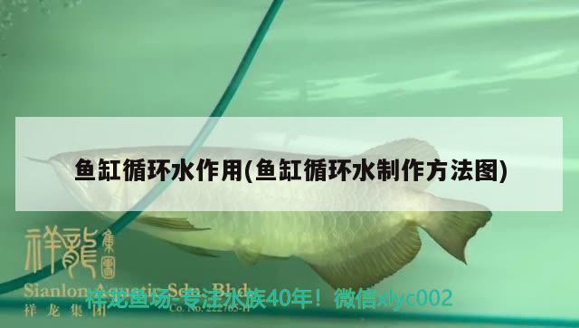 魚(yú)缸循環(huán)水作用(魚(yú)缸循環(huán)水制作方法圖) 泰龐海鰱魚(yú)