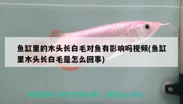 魚缸里的木頭長白毛對魚有影響嗎視頻(魚缸里木頭長白毛是怎么回事) 祥龍水族濾材/器材