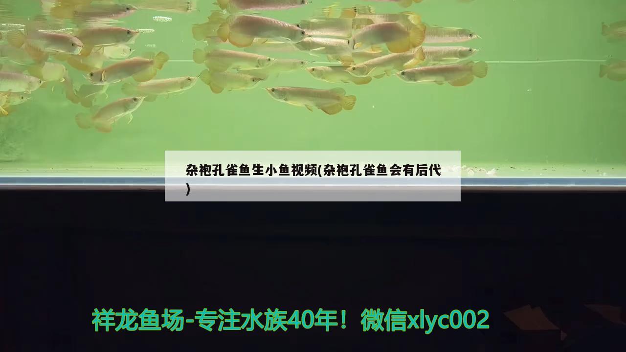 雜袍孔雀魚(yú)生小魚(yú)視頻(雜袍孔雀魚(yú)會(huì)有后代)