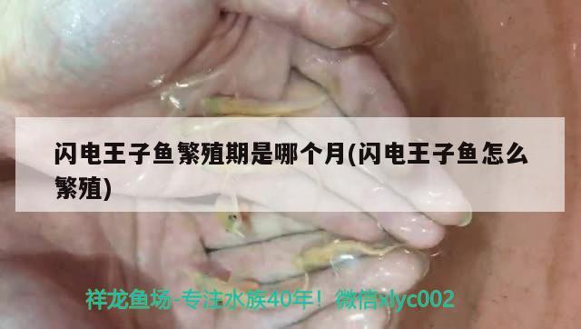 閃電王子魚繁殖期是哪個月(閃電王子魚怎么繁殖)