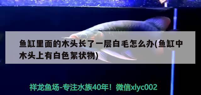 魚缸里面的木頭長了一層白毛怎么辦(魚缸中木頭上有白色絮狀物)