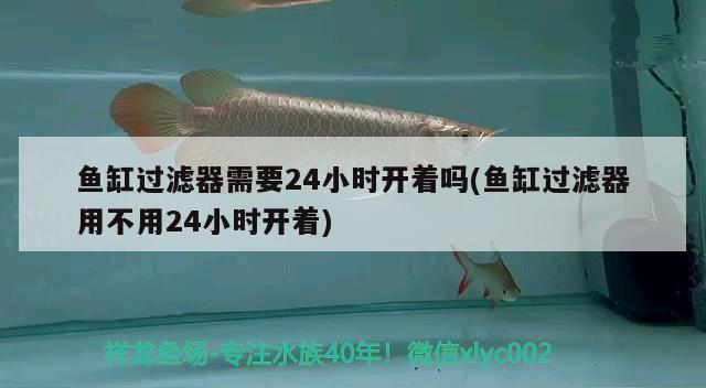 魚(yú)缸過(guò)濾器需要24小時(shí)開(kāi)著嗎(魚(yú)缸過(guò)濾器用不用24小時(shí)開(kāi)著) 黃金斑馬魚(yú)