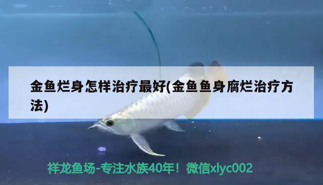 金魚爛身怎樣治療最好(金魚魚身腐爛治療方法)