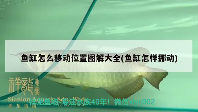 魚缸怎么移動位置圖解大全(魚缸怎樣挪動) 觀賞魚進出口 第2張