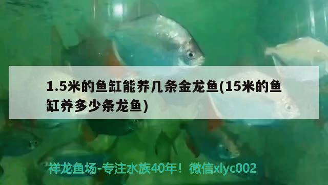 1.5米的魚(yú)缸能養(yǎng)幾條金龍魚(yú)(15米的魚(yú)缸養(yǎng)多少條龍魚(yú)) 祥龍金禾金龍魚(yú) 第3張