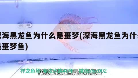 深海黑龍魚為什么是噩夢(深海黑龍魚為什么是噩夢魚)