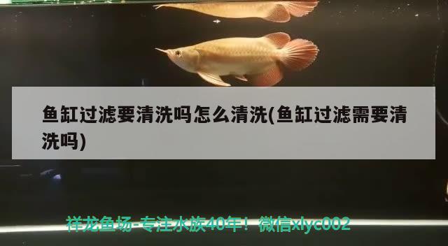 魚缸過濾要清洗嗎怎么清洗(魚缸過濾需要清洗嗎) 鸚鵡魚