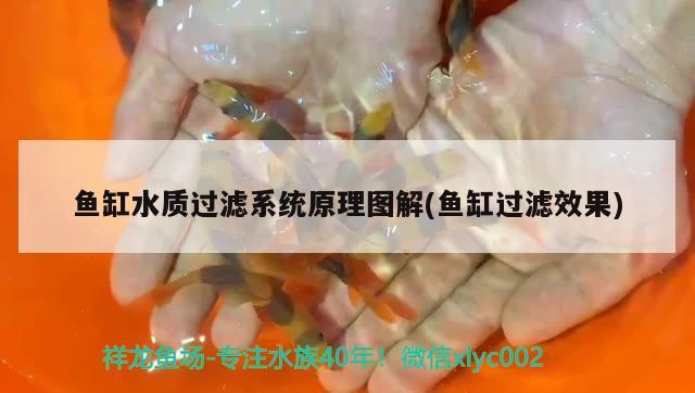 魚缸水質(zhì)過濾系統(tǒng)原理圖解(魚缸過濾效果) 豬鼻龜