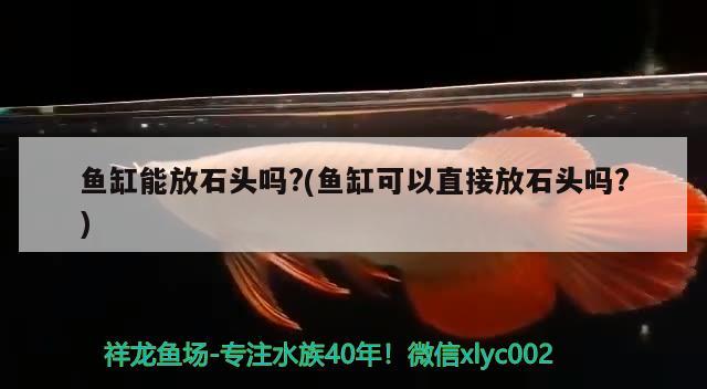 魚缸能放石頭嗎?(魚缸可以直接放石頭嗎?)