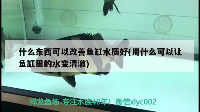 什么東西可以改善魚缸水質(zhì)好(用什么可以讓魚缸里的水變清澈) 白子黃化銀龍魚