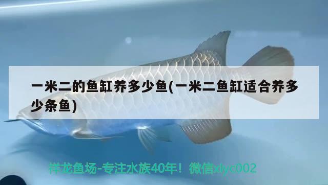 一米二的魚(yú)缸養(yǎng)多少魚(yú)(一米二魚(yú)缸適合養(yǎng)多少條魚(yú)) 申古三間魚(yú)