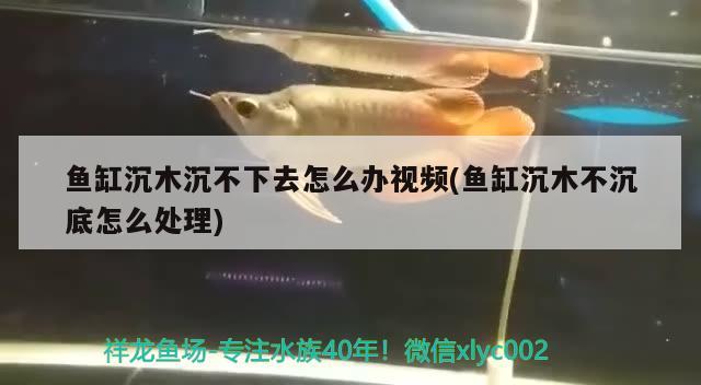 魚缸沉木沉不下去怎么辦視頻(魚缸沉木不沉底怎么處理)