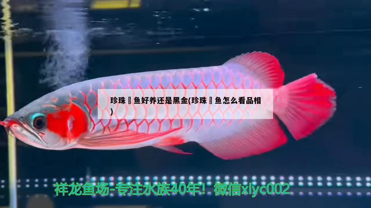 珍珠魟魚(yú)好養(yǎng)還是黑金(珍珠魟魚(yú)怎么看品相)