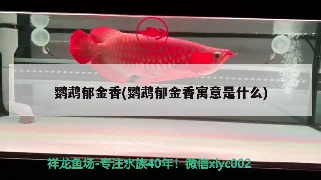 鸚鵡郁金香(鸚鵡郁金香寓意是什么) 鸚鵡魚 第3張