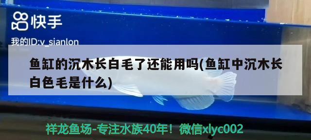 魚缸的沉木長白毛了還能用嗎(魚缸中沉木長白色毛是什么) 白子關(guān)刀魚