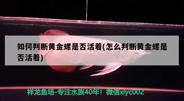 如何判斷黃金螺是否活著(怎么判斷黃金螺是否活著) 觀賞魚