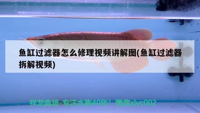 魚缸過濾器怎么修理視頻講解圖(魚缸過濾器拆解視頻)