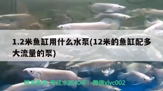 1.2米魚缸用什么水泵(12米的魚缸配多大流量的泵) 祥龍龍魚魚糧