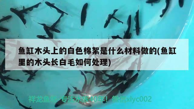 魚(yú)缸木頭上的白色棉絮是什么材料做的(魚(yú)缸里的木頭長(zhǎng)白毛如何處理) 哥倫比亞巨暴魚(yú)苗