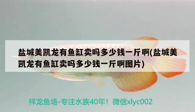 鹽城美凱龍有魚缸賣嗎多少錢一斤啊(鹽城美凱龍有魚缸賣嗎多少錢一斤啊圖片)