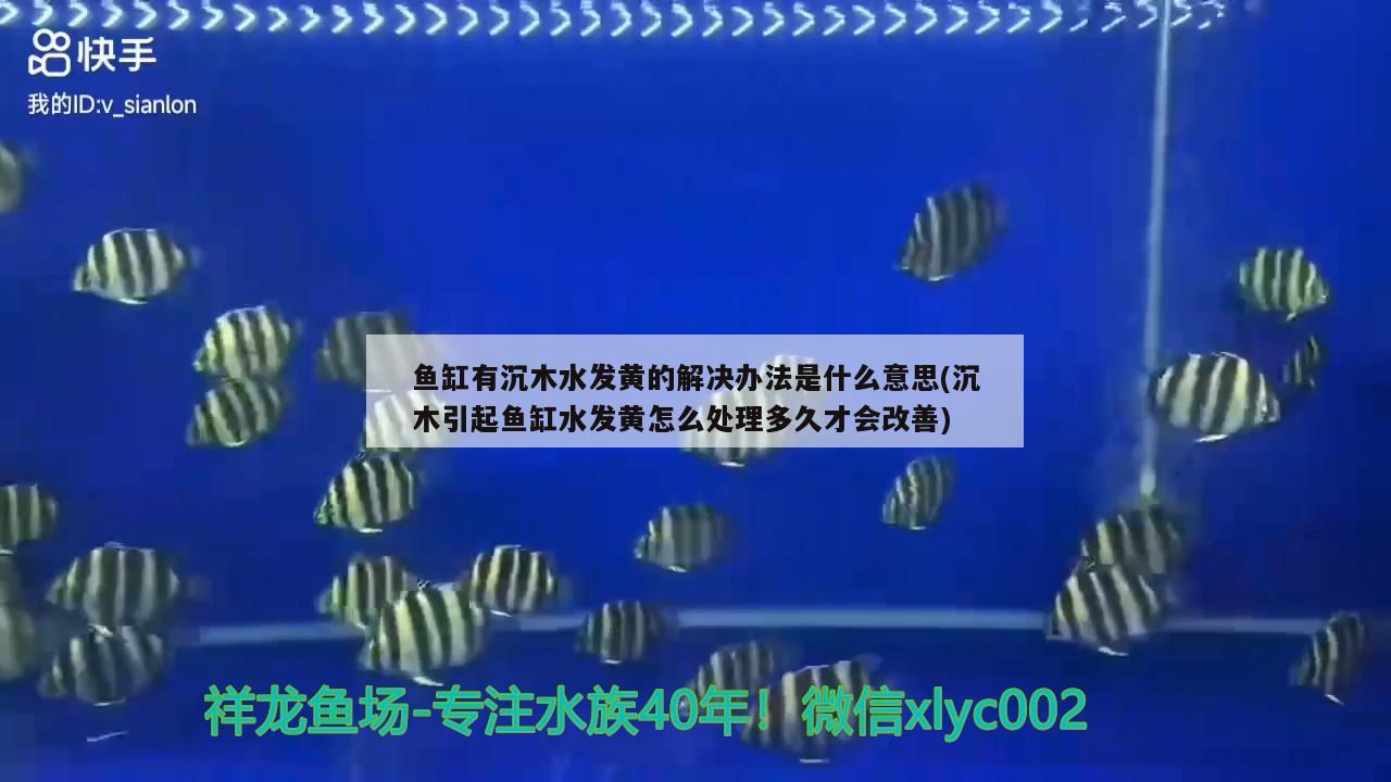 魚缸有沉木水發(fā)黃的解決辦法是什么意思(沉木引起魚缸水發(fā)黃怎么處理多久才會(huì)改善) 朱巴利魚苗