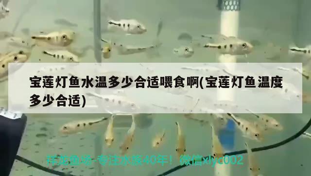 寶蓮燈魚水溫多少合適喂食啊(寶蓮燈魚溫度多少合適) 觀賞魚