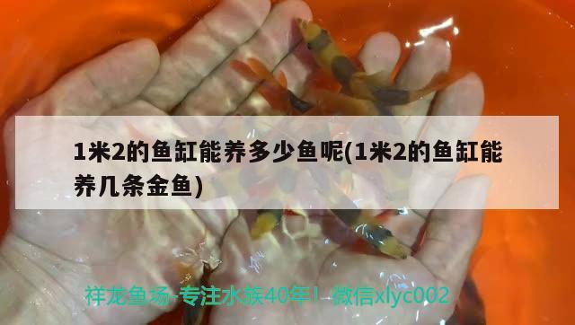 1米2的魚(yú)缸能養(yǎng)多少魚(yú)呢(1米2的魚(yú)缸能養(yǎng)幾條金魚(yú)) 黃金夢(mèng)幻雷龍魚(yú)