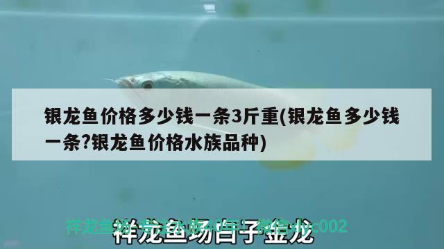 銀龍魚價格多少錢一條3斤重(銀龍魚多少錢一條?銀龍魚價格水族品種) 銀龍魚