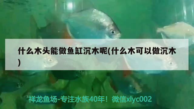 什么木頭能做魚缸沉木呢(什么木可以做沉木) 魚缸凈水劑