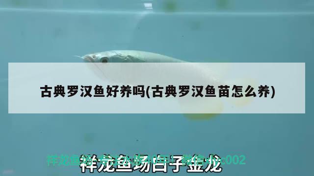 古典羅漢魚好養(yǎng)嗎(古典羅漢魚苗怎么養(yǎng)) 羅漢魚