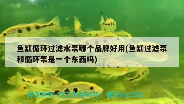 魚(yú)缸循環(huán)過(guò)濾水泵哪個(gè)品牌好用(魚(yú)缸過(guò)濾泵和循環(huán)泵是一個(gè)東西嗎) 祥龍魚(yú)場(chǎng)品牌產(chǎn)品