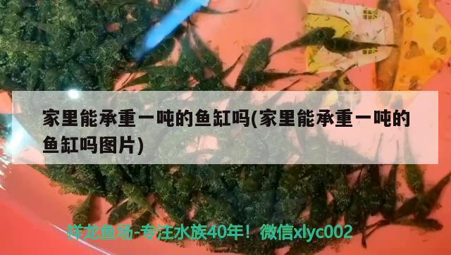 家里能承重一噸的魚缸嗎(家里能承重一噸的魚缸嗎圖片)