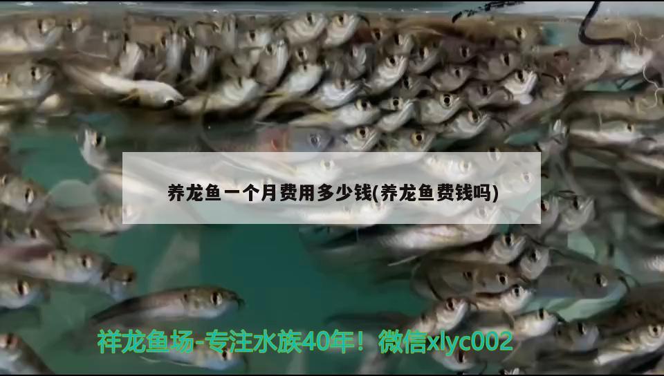 養(yǎng)龍魚一個月費用多少錢(養(yǎng)龍魚費錢嗎)