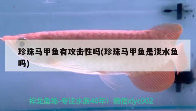 珍珠馬甲魚有攻擊性嗎(珍珠馬甲魚是淡水魚嗎)