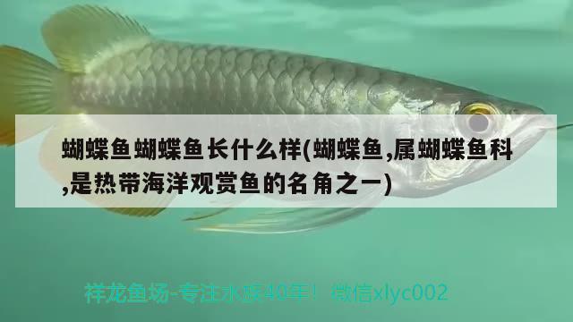 蝴蝶魚蝴蝶魚長(zhǎng)什么樣(蝴蝶魚,屬蝴蝶魚科,是熱帶海洋觀賞魚的名角之一) 蝴蝶鯉