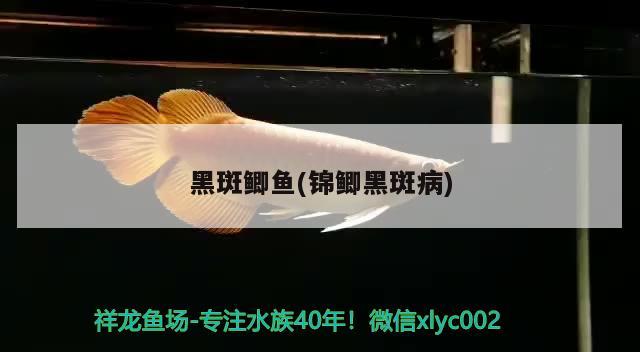 黑斑鯽魚(錦鯽黑斑病) 觀賞魚