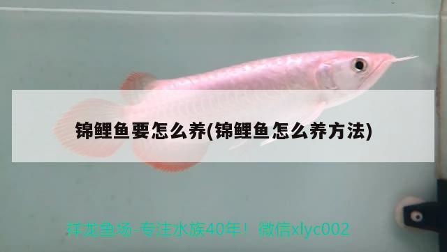 錦鯉魚(yú)要怎么養(yǎng)(錦鯉魚(yú)怎么養(yǎng)方法)