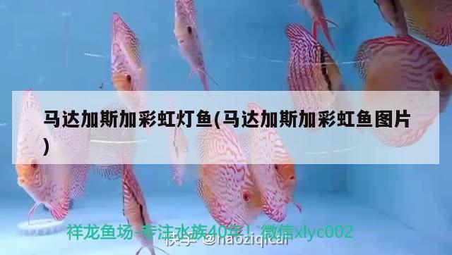 馬達(dá)加斯加彩虹燈魚(馬達(dá)加斯加彩虹魚圖片) 觀賞魚